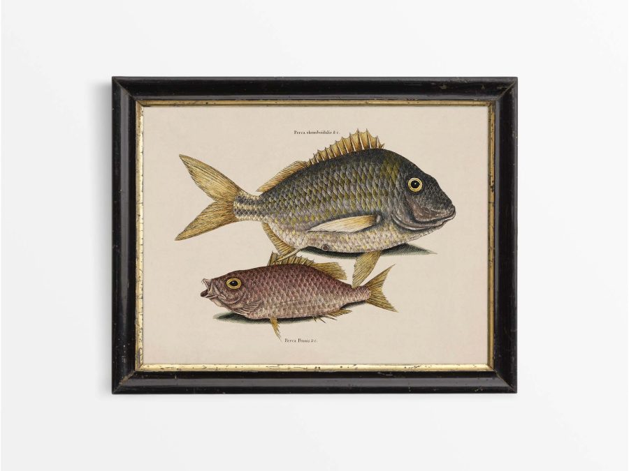 Tropical Fish IV Vintage Art Print