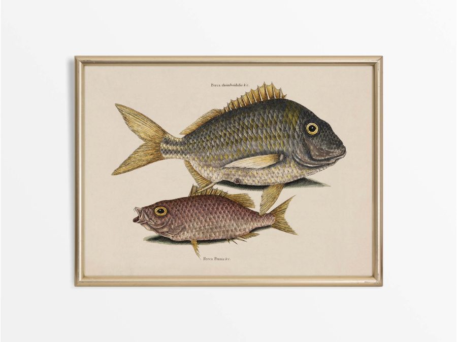 Tropical Fish IV Vintage Art Print