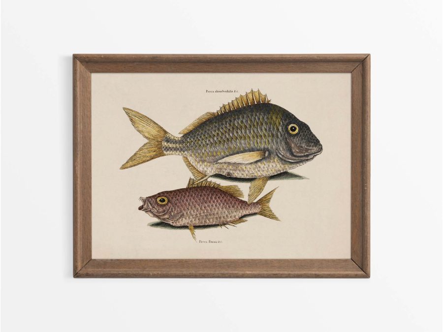 Tropical Fish IV Vintage Art Print