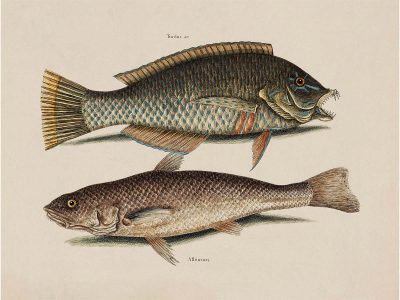Tropical Fish IX Vintage Art Print