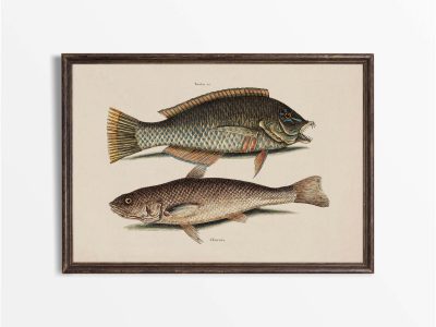 Tropical Fish IX Vintage Art Print