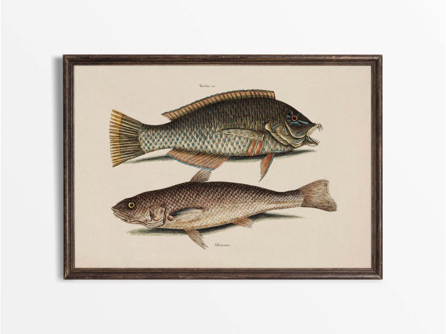 Tropical Fish IX Vintage Art Print