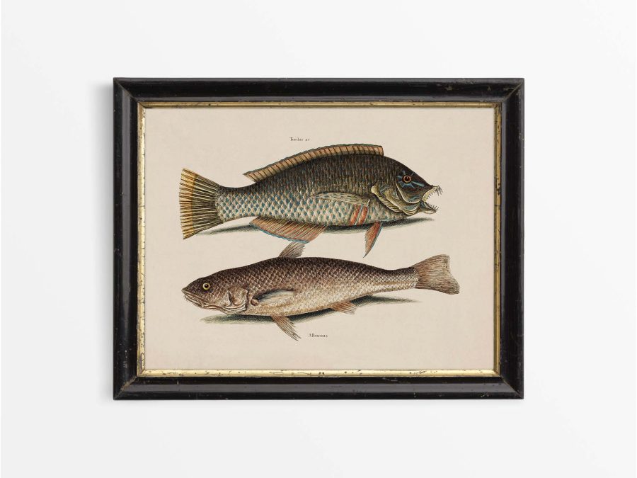 Tropical Fish IX Vintage Art Print