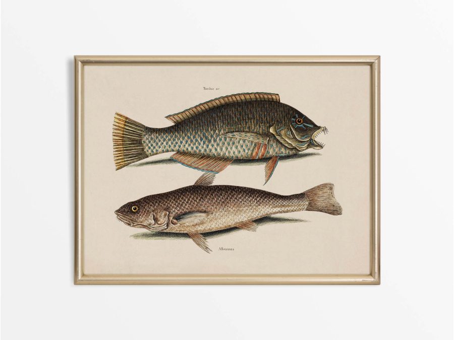Tropical Fish IX Vintage Art Print