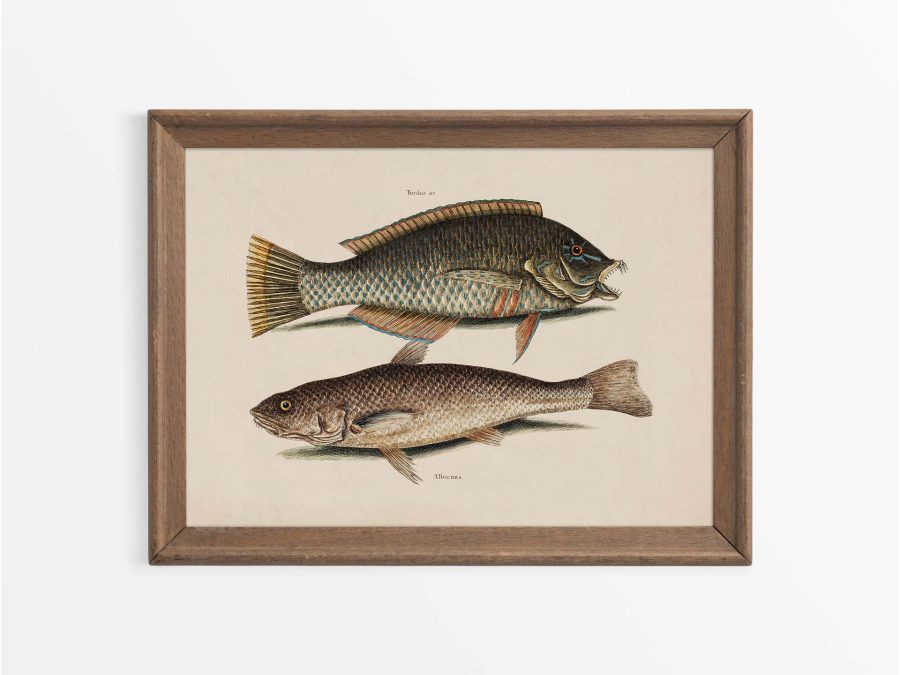 Tropical Fish IX Vintage Art Print