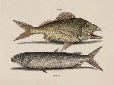 Tropical Fish V Vintage Art Print