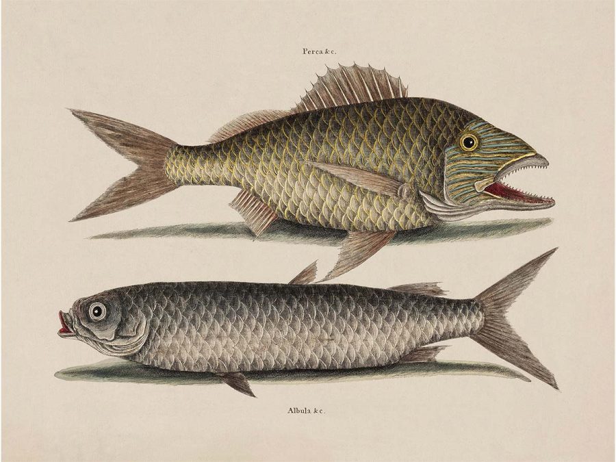 Tropical Fish V Vintage Art Print
