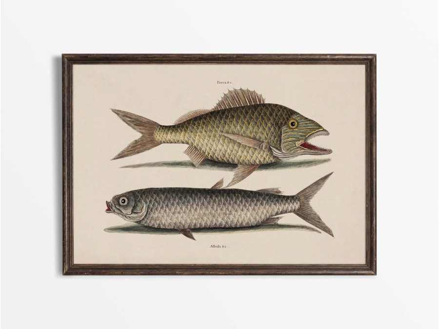 Tropical Fish V Vintage Art Print