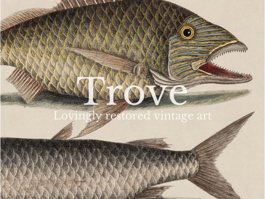 Tropical Fish V Vintage Art Print