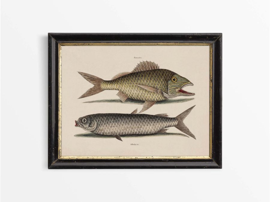 Tropical Fish V Vintage Art Print