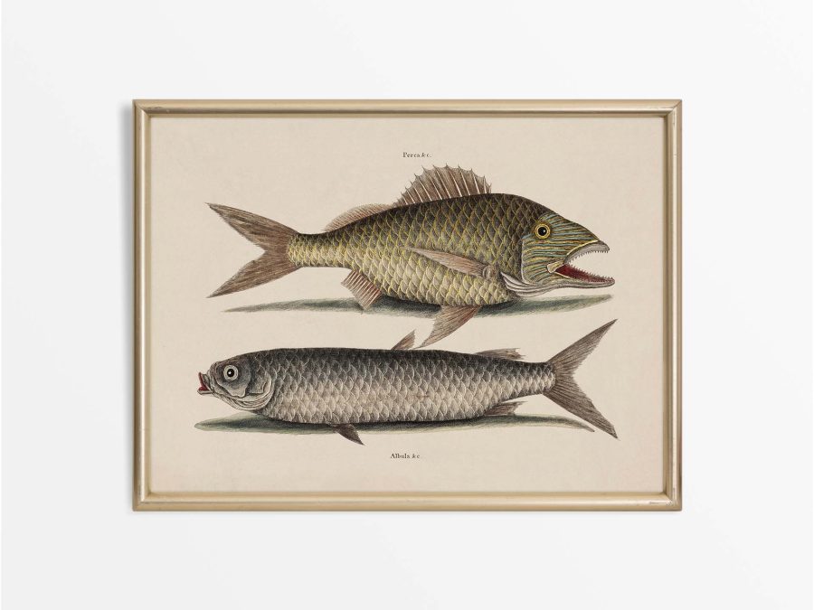 Tropical Fish V Vintage Art Print