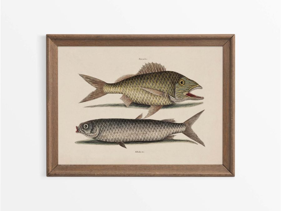 Tropical Fish V Vintage Art Print