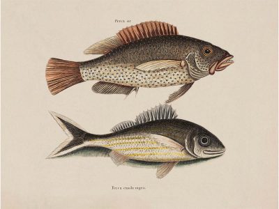 Tropical Fish VI Vintage Art Print