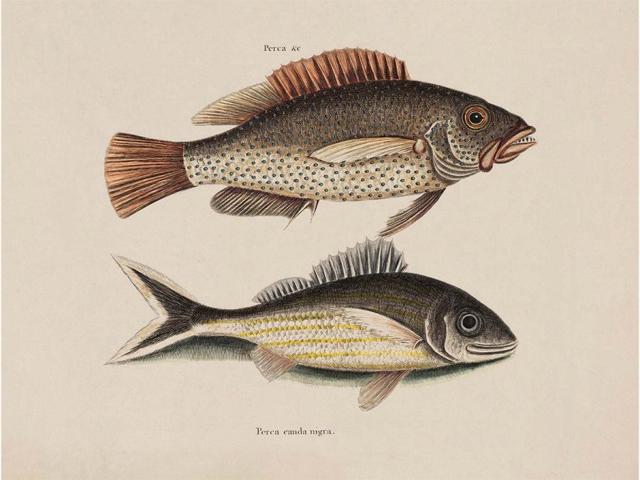Tropical Fish VI Vintage Art Print