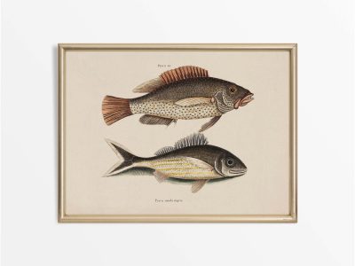 Tropical Fish VI Vintage Art Print