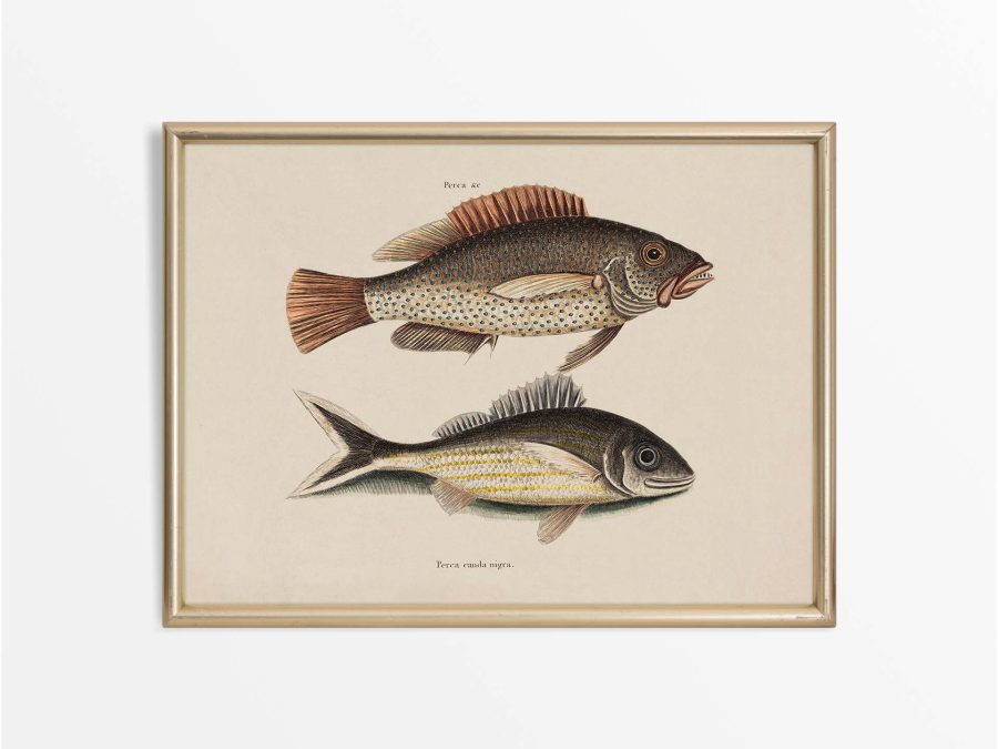 Tropical Fish VI Vintage Art Print