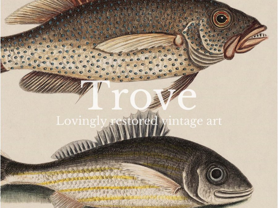 Tropical Fish VI Vintage Art Print