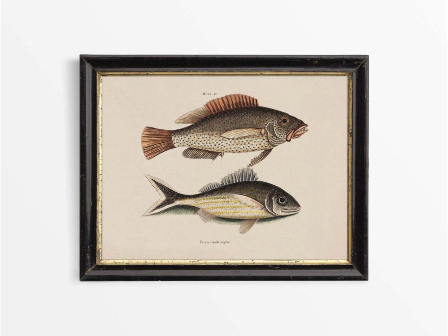 Tropical Fish VI Vintage Art Print