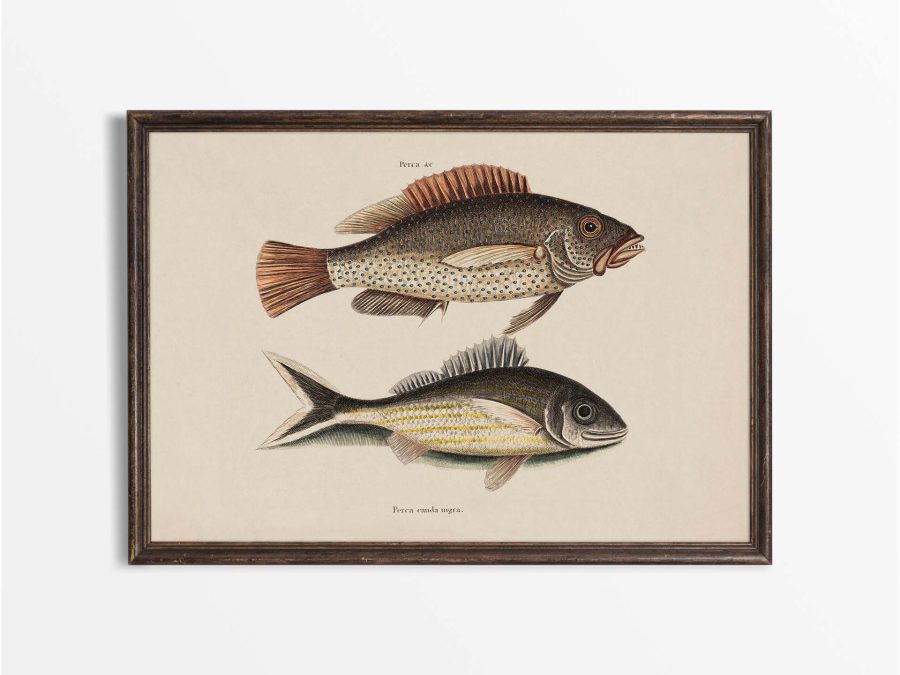 Tropical Fish VI Vintage Art Print
