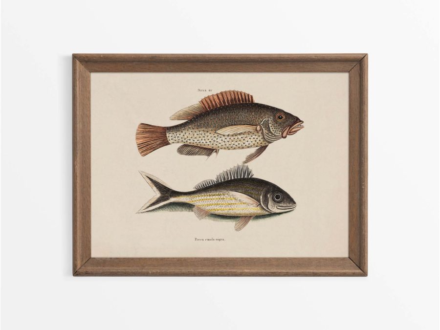 Tropical Fish VI Vintage Art Print