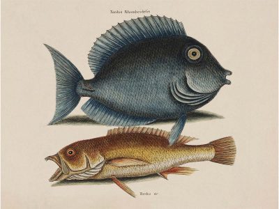 Tropical Fish VII Vintage Art Print