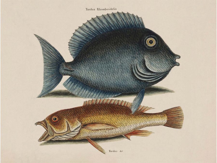 Tropical Fish VII Vintage Art Print