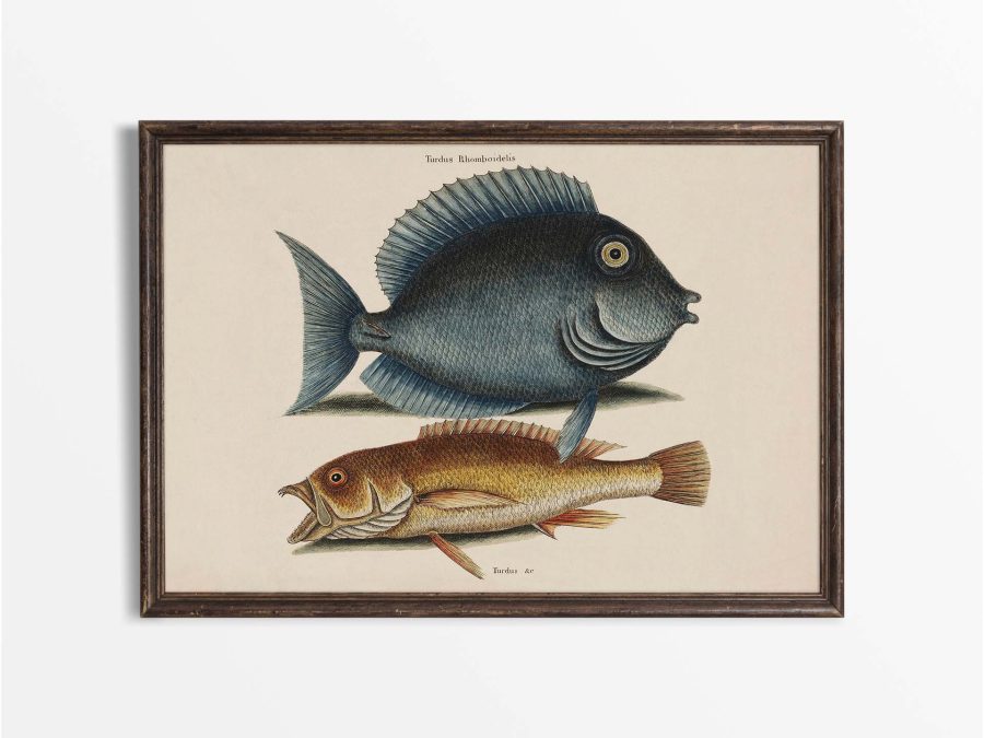 Tropical Fish VII Vintage Art Print