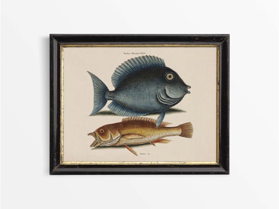 Tropical Fish VII Vintage Art Print