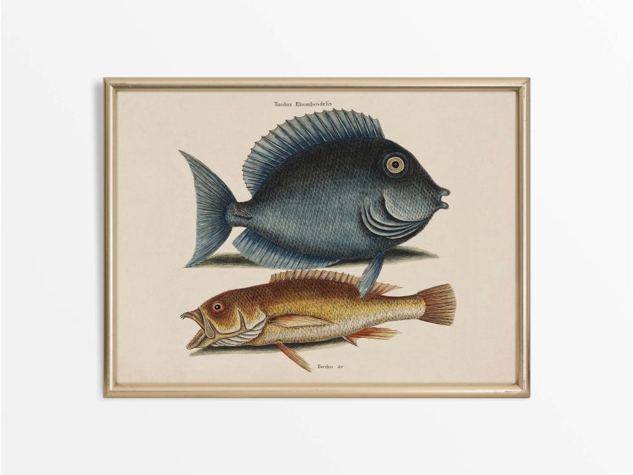 Tropical Fish VII Vintage Art Print