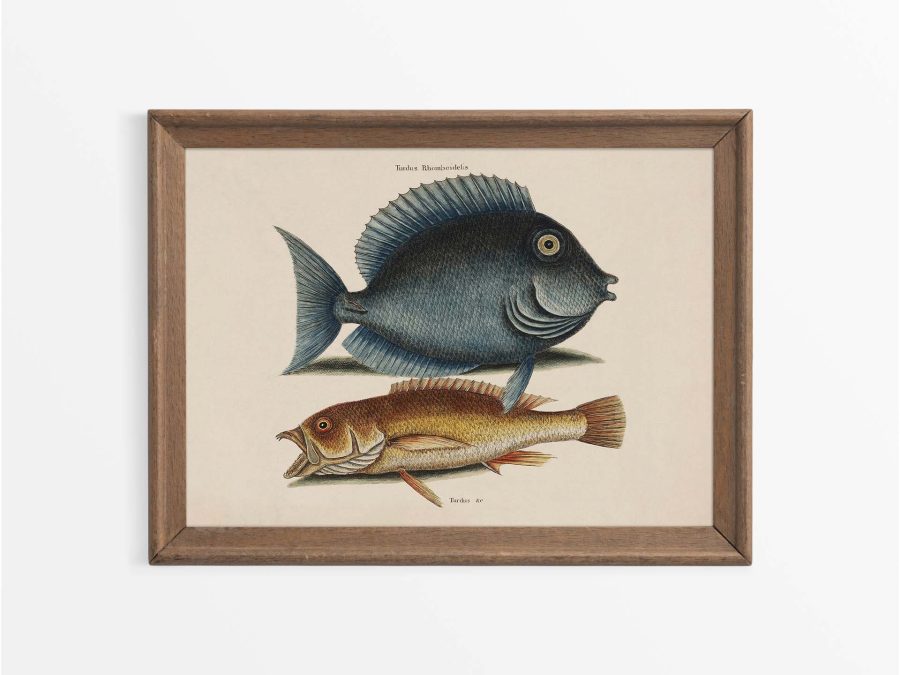 Tropical Fish VII Vintage Art Print