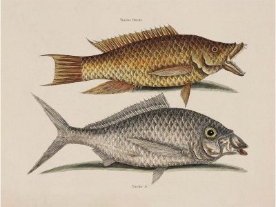 Tropical Fish VIII Vintage Art Print