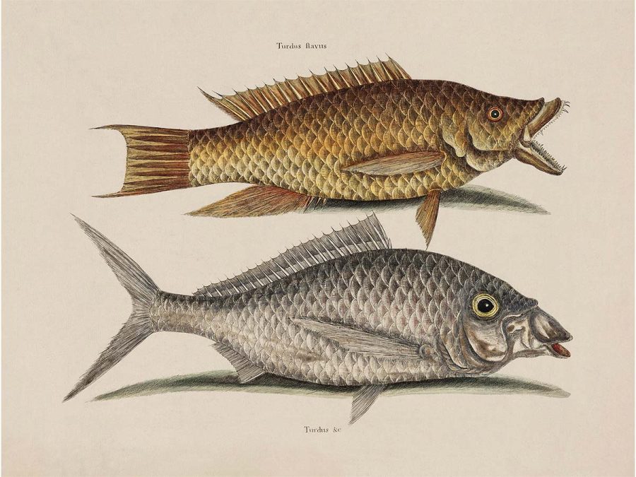 Tropical Fish VIII Vintage Art Print