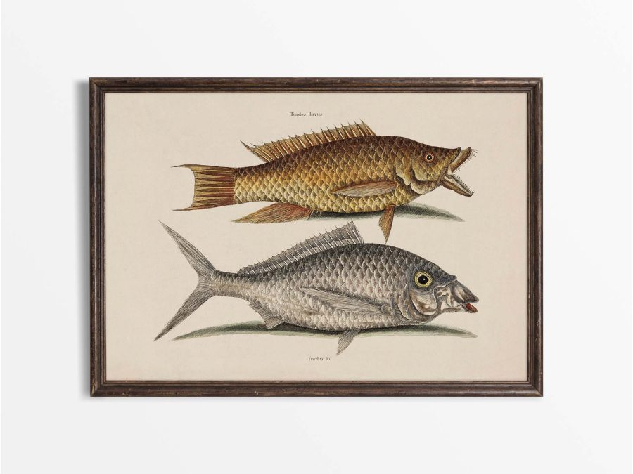 Tropical Fish VIII Vintage Art Print