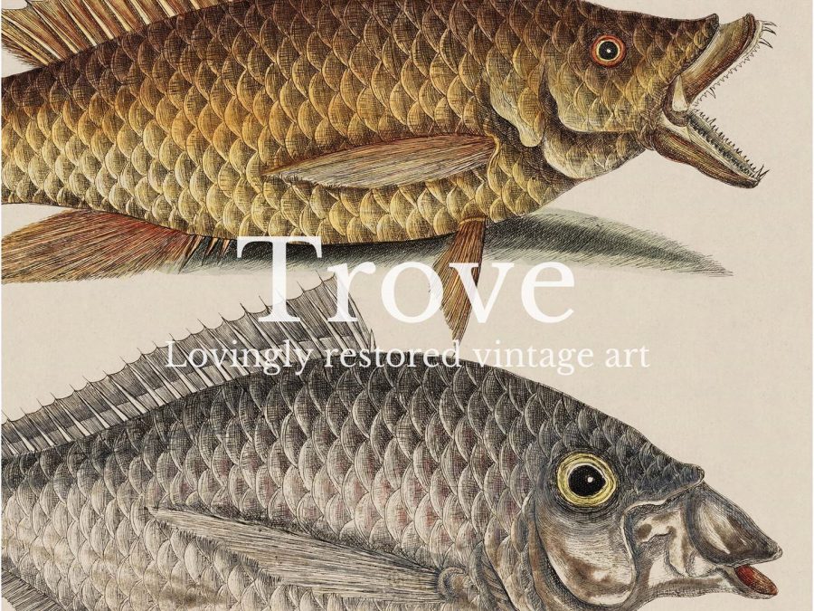 Tropical Fish VIII Vintage Art Print