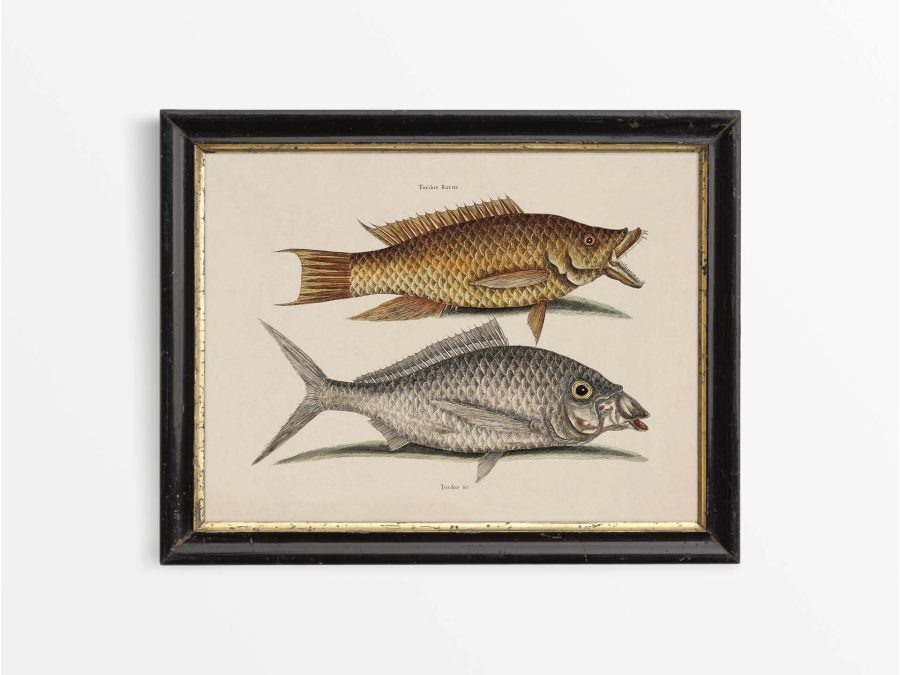 Tropical Fish VIII Vintage Art Print