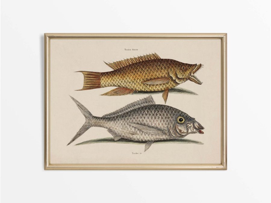 Tropical Fish VIII Vintage Art Print