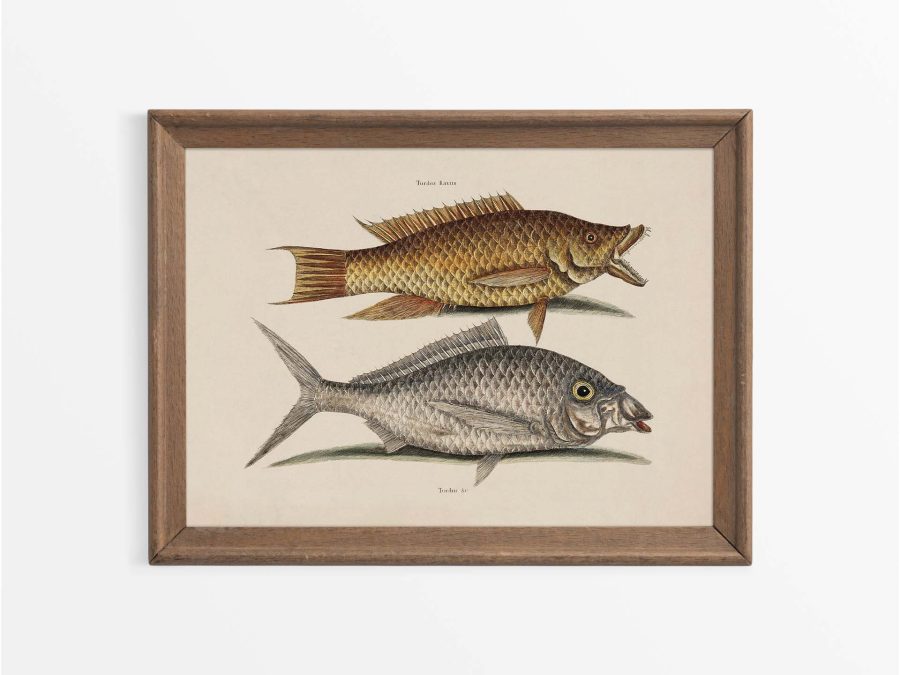 Tropical Fish VIII Vintage Art Print
