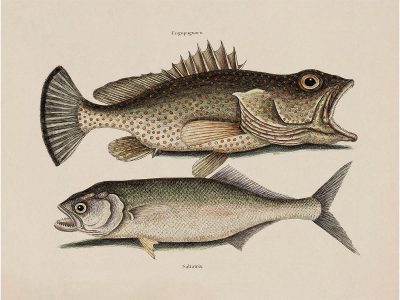 Tropical Fish X Vintage Art Print