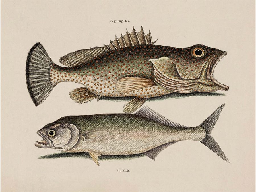 Tropical Fish X Vintage Art Print