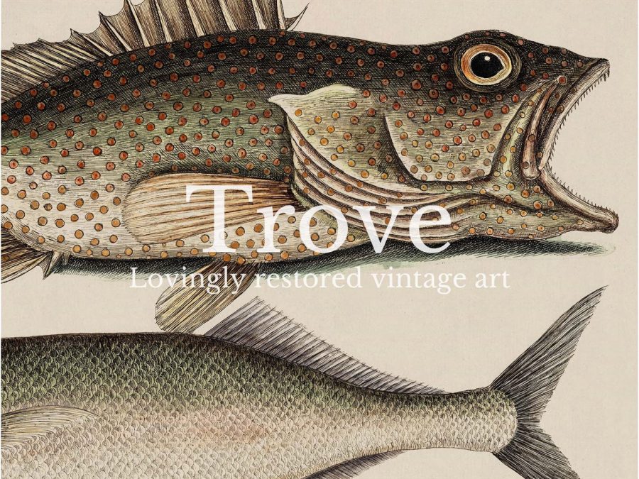 Tropical Fish X Vintage Art Print