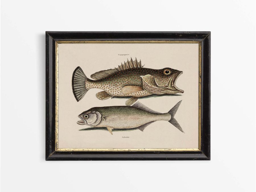 Tropical Fish X Vintage Art Print
