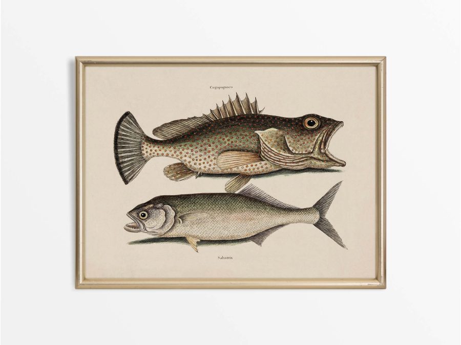 Tropical Fish X Vintage Art Print