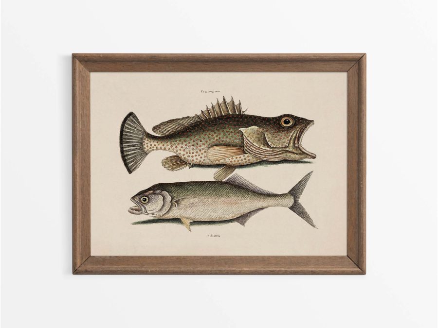 Tropical Fish X Vintage Art Print
