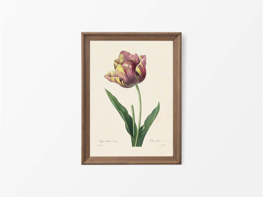 Tulip Vintage Art Print