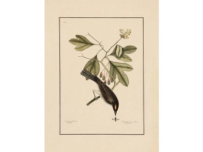 Tyrant Vintage Art Print