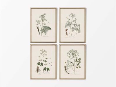 Umbellifers II (Set of Four) Vintage Art Prints
