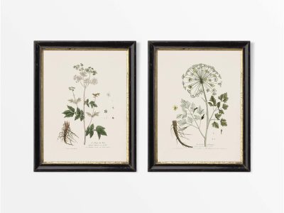 Umbellifers II (Set of Two) Vintage Art Prints