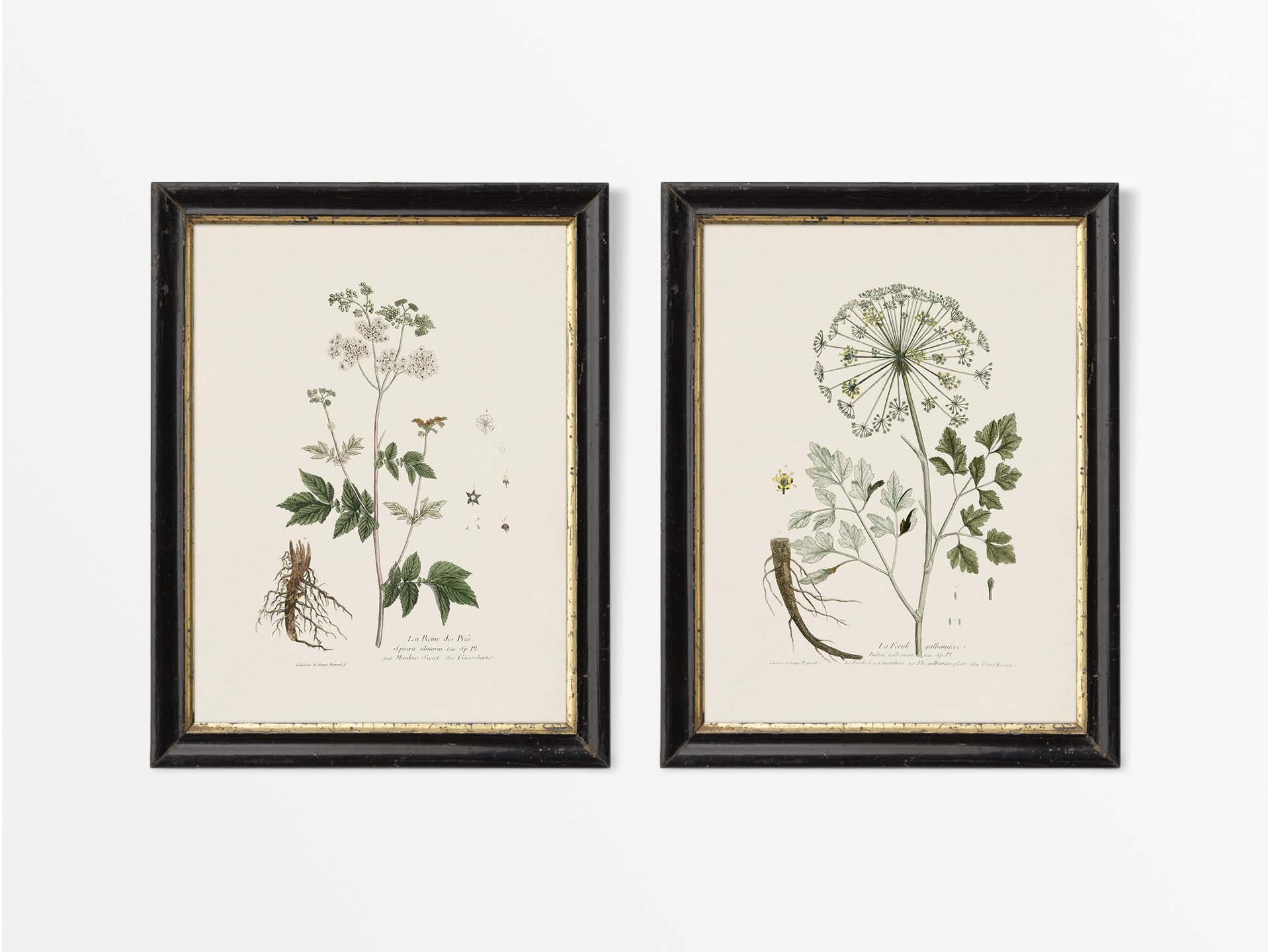 Umbellifers II (Set of Two) Vintage Art Prints