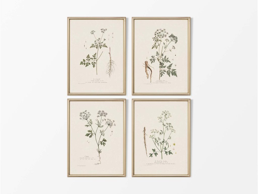 Umbellifers (Set of Four) - Trove Prints