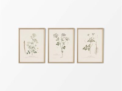 Umbellifers (Set of Three) Vintage Art Prints